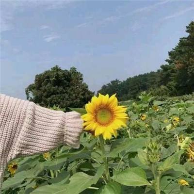 万象修真游戏下载